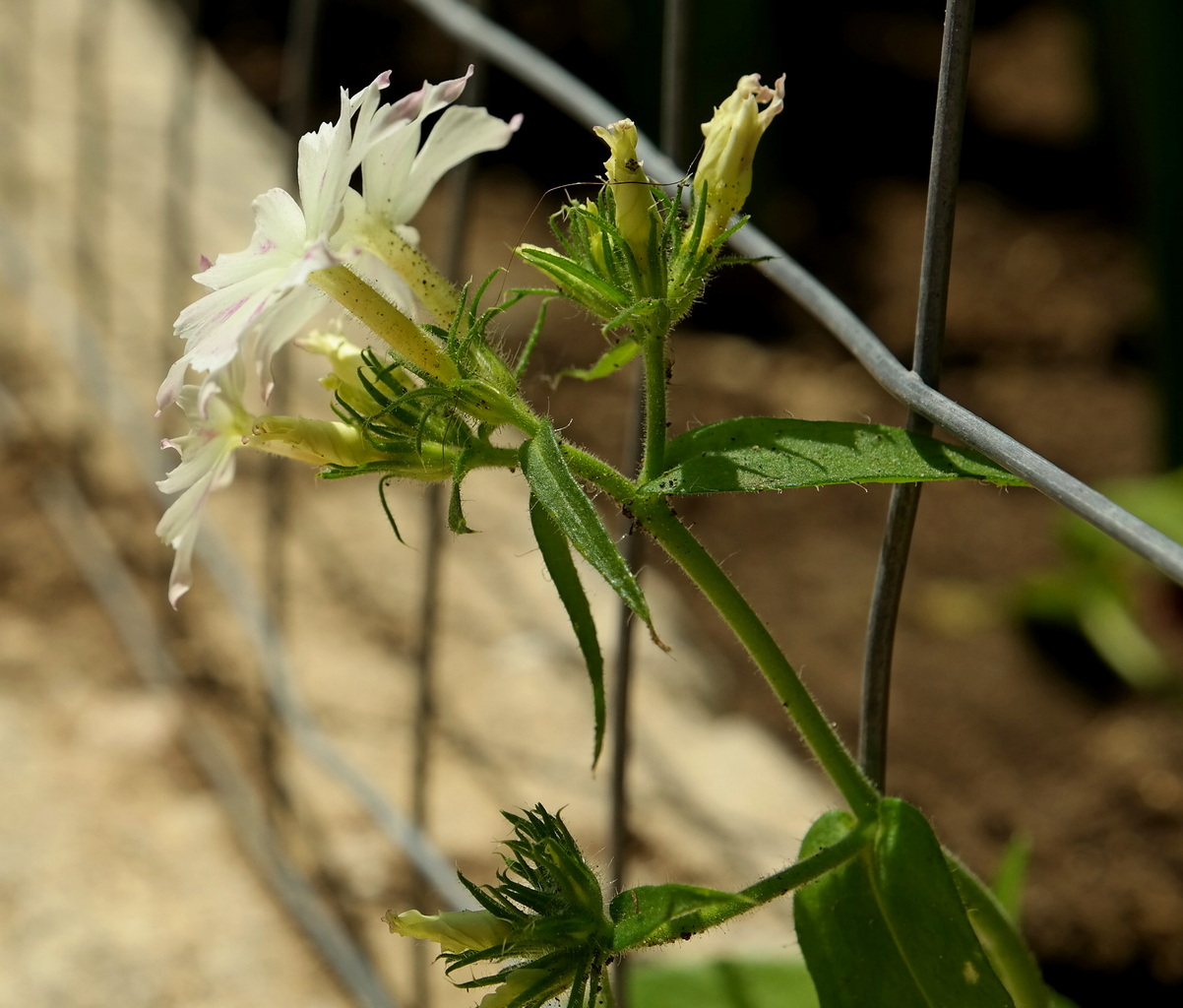 Image of Phlox drummondii specimen.