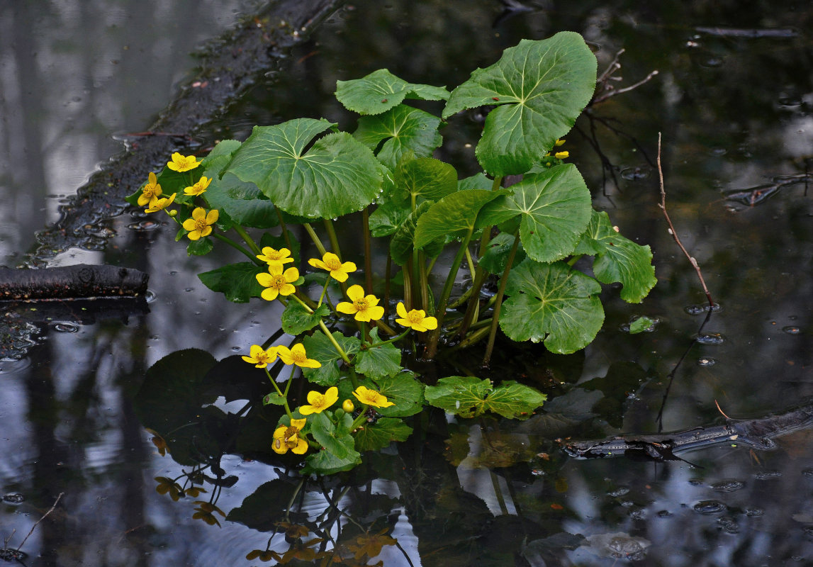 Image of Caltha palustris specimen.