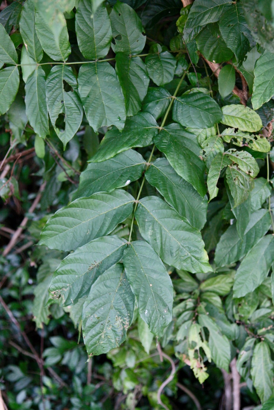 Image of Markhamia stipulata specimen.