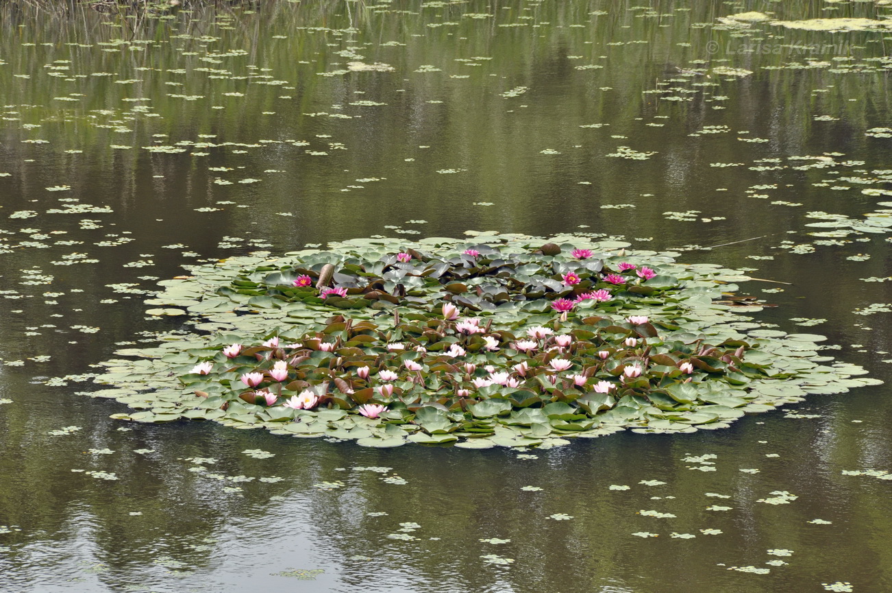 Image of genus Nymphaea specimen.