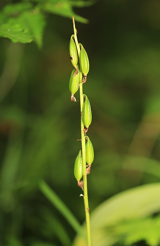 Image of Oreorchis patens specimen.