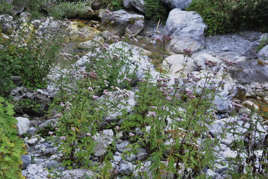 Image of Eupatorium cannabinum specimen.