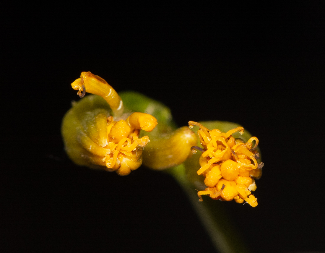 Image of genus Kleinia specimen.