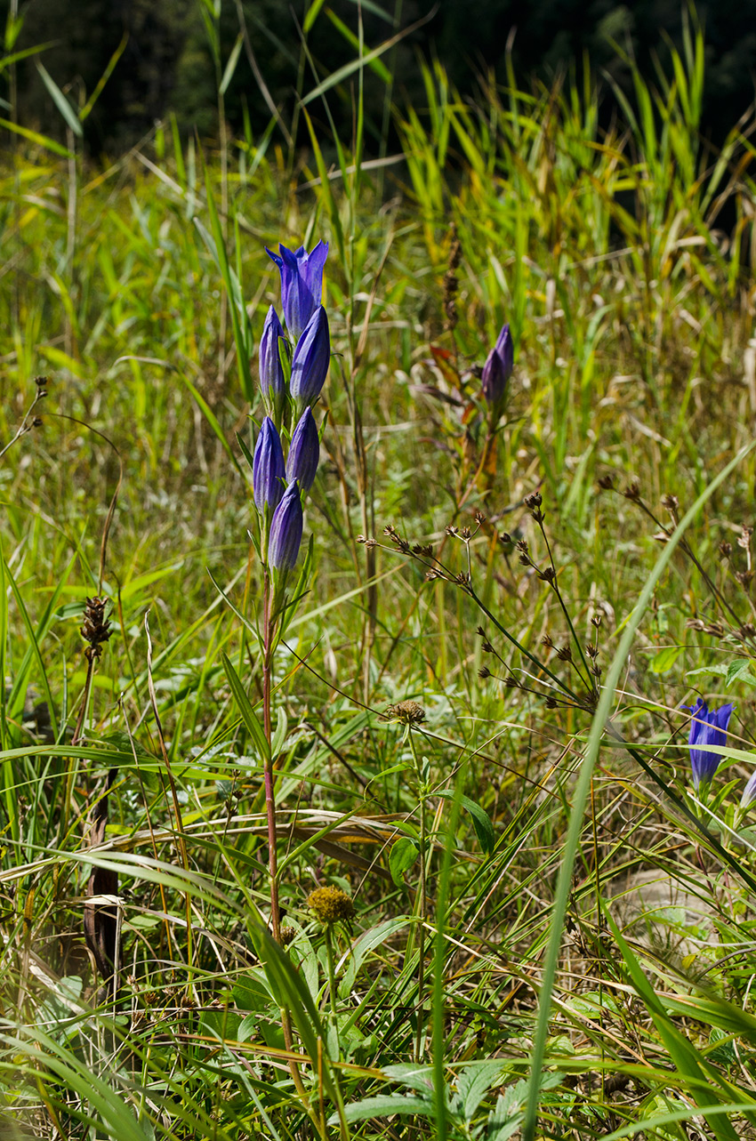 Изображение особи Gentiana pneumonanthe.