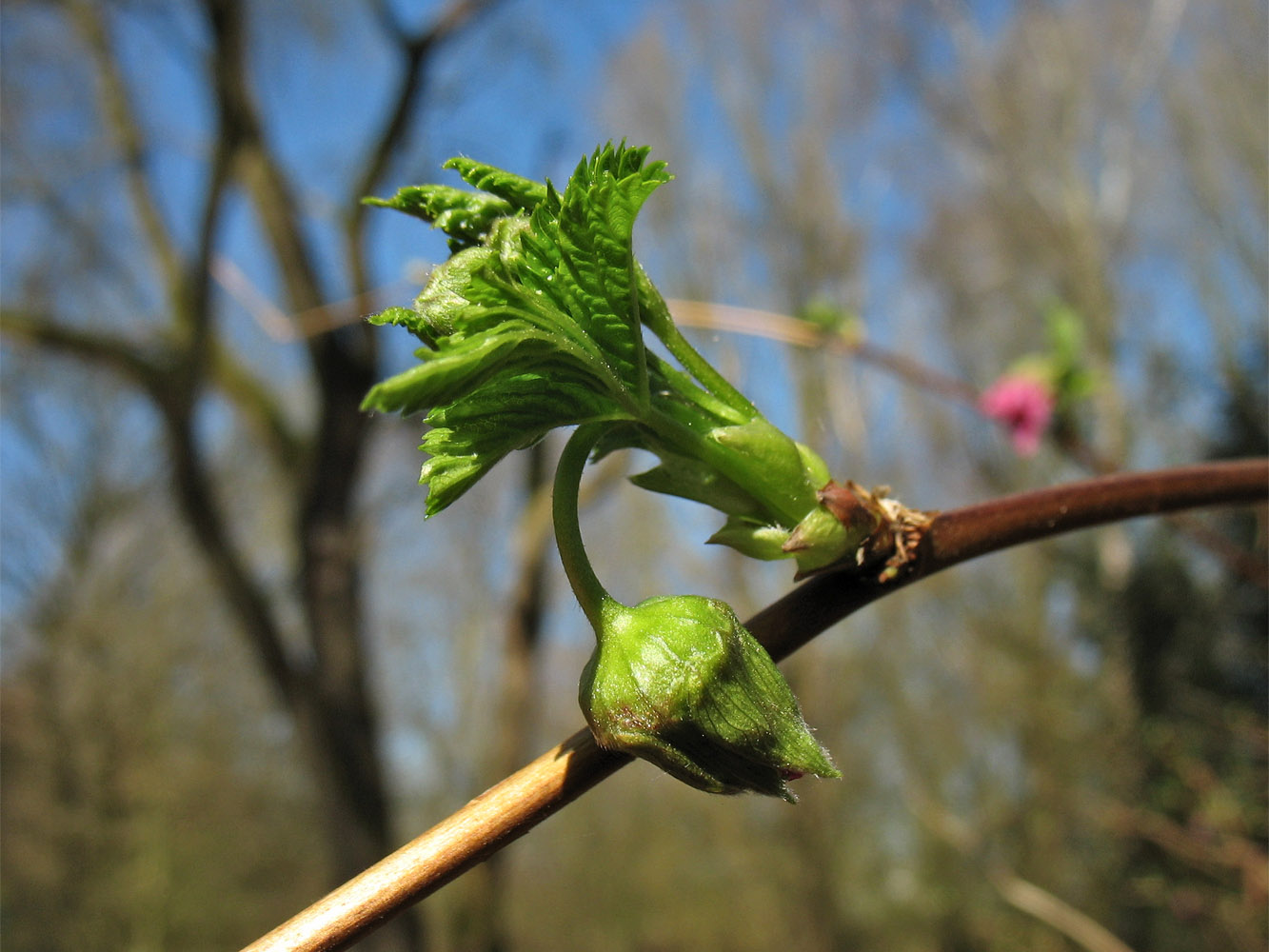 Изображение особи Rubus spectabilis.