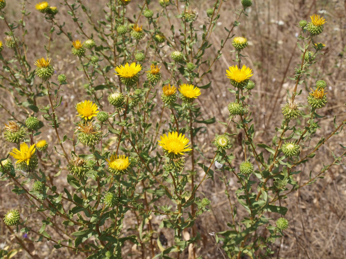 Image of Grindelia squarrosa specimen.