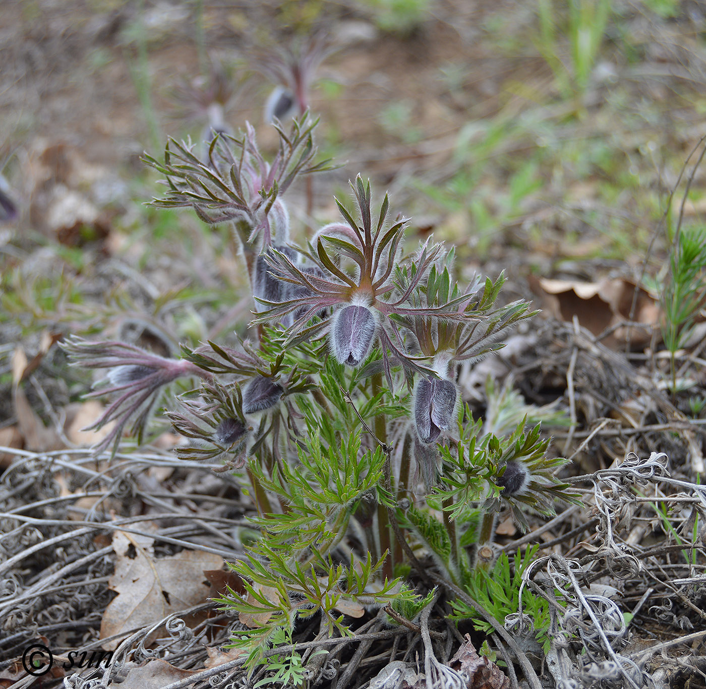 Image of Pulsatilla ucrainica specimen.