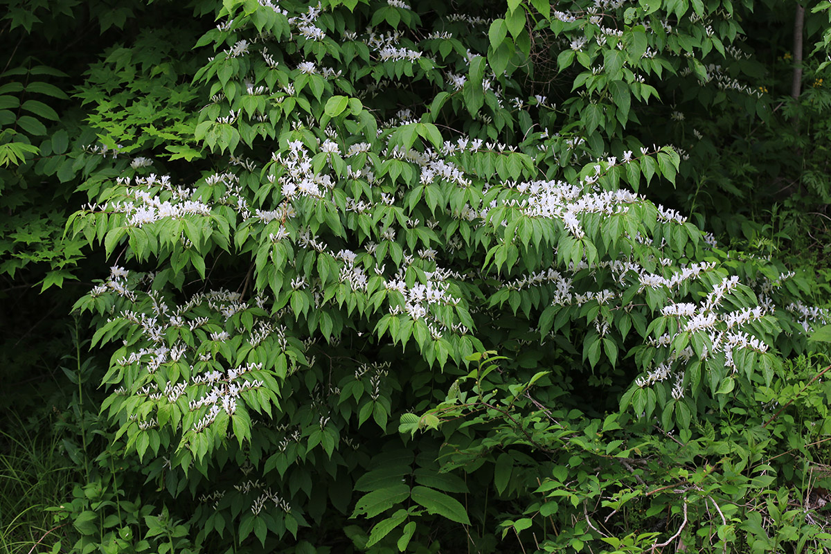 Image of Lonicera maackii specimen.