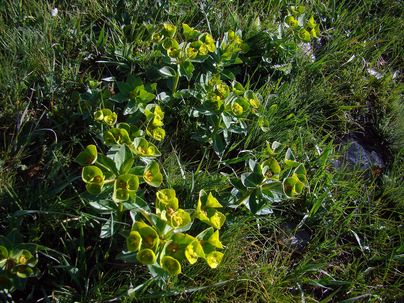 Изображение особи Euphorbia tianschanica.