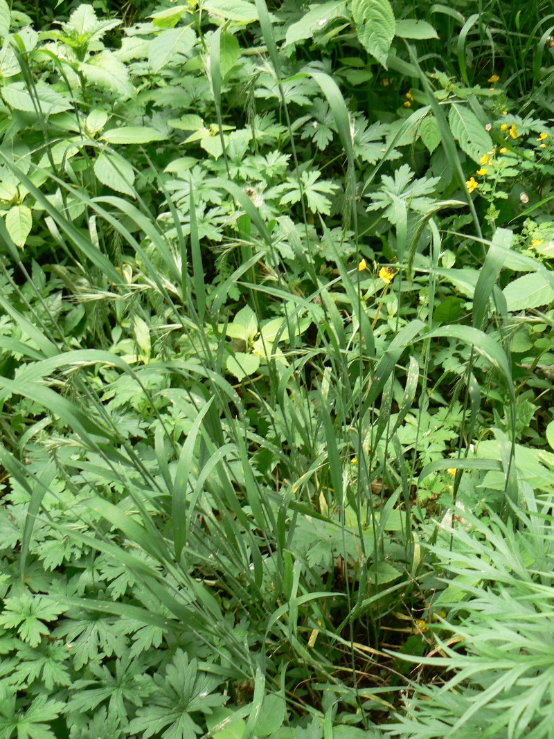 Изображение особи Elymus sibiricus.