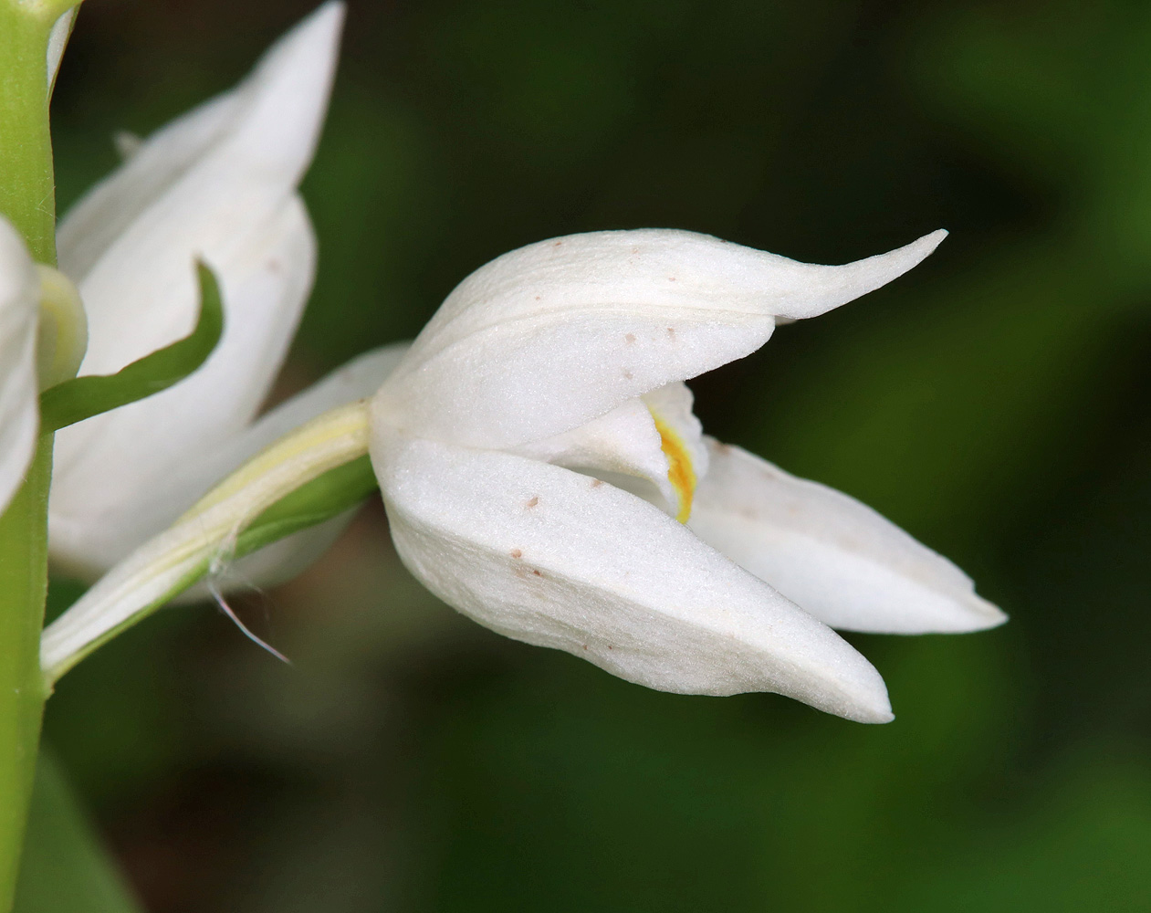 Image of Cephalanthera caucasica specimen.