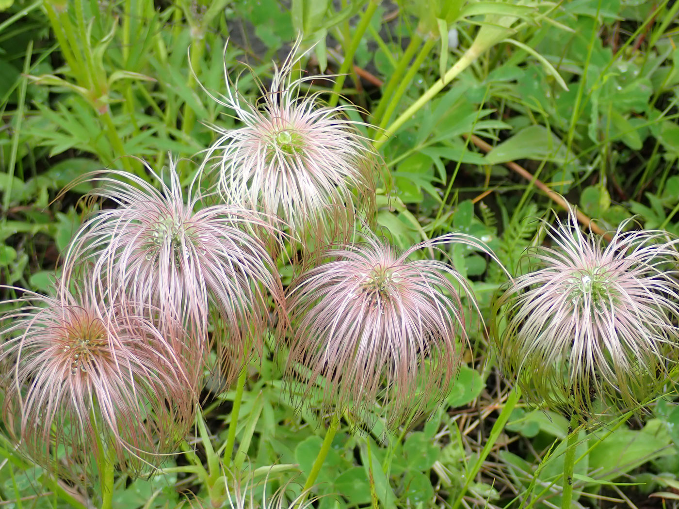 Image of Pulsatilla dahurica specimen.