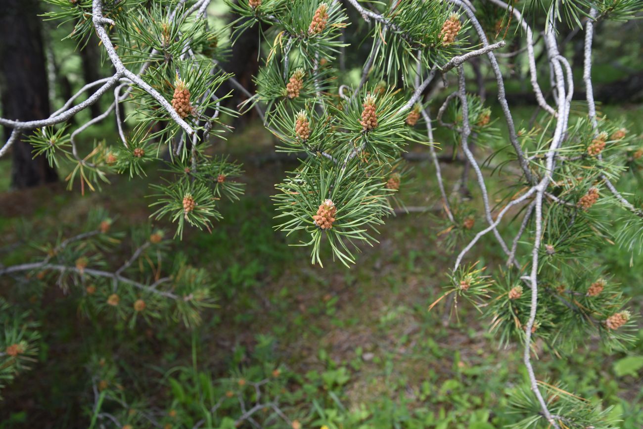 Изображение особи Pinus sylvestris ssp. hamata.