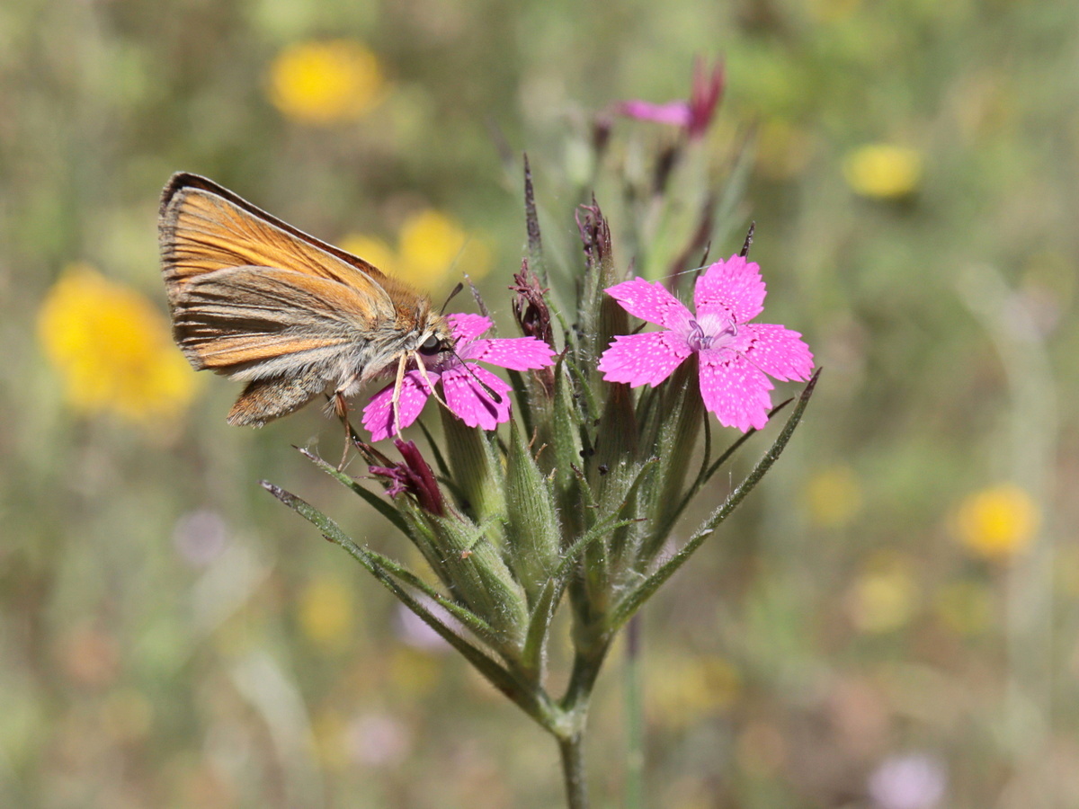 Изображение особи Dianthus armeria.