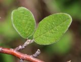 Cotoneaster melanocarpus. Листья. Алтай, Кош-Агачский р-н, 5 км СВ с. Кокоря, степная балка. 26 июня 2022 г.