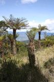 семейство Cyatheaceae. Взрослые растения. Папуа Новая Гвинея, регион Уэстерн-Хайлендс, окр. Camp JJ Komane mambuno. 17.08.2009.
