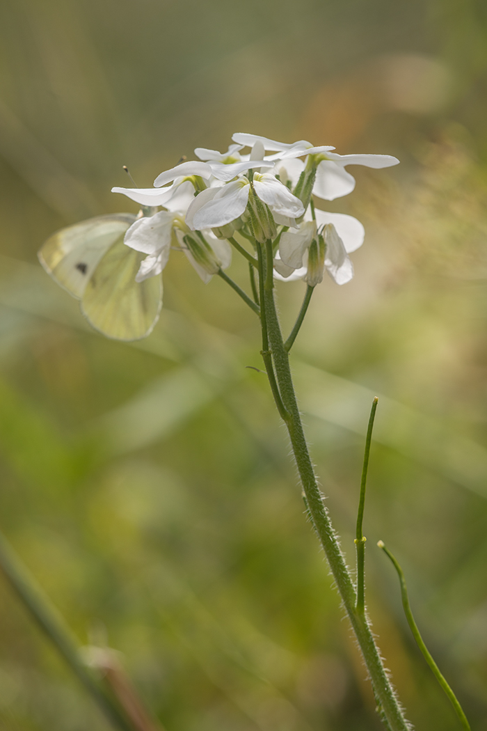 Изображение особи Hesperis voronovii.