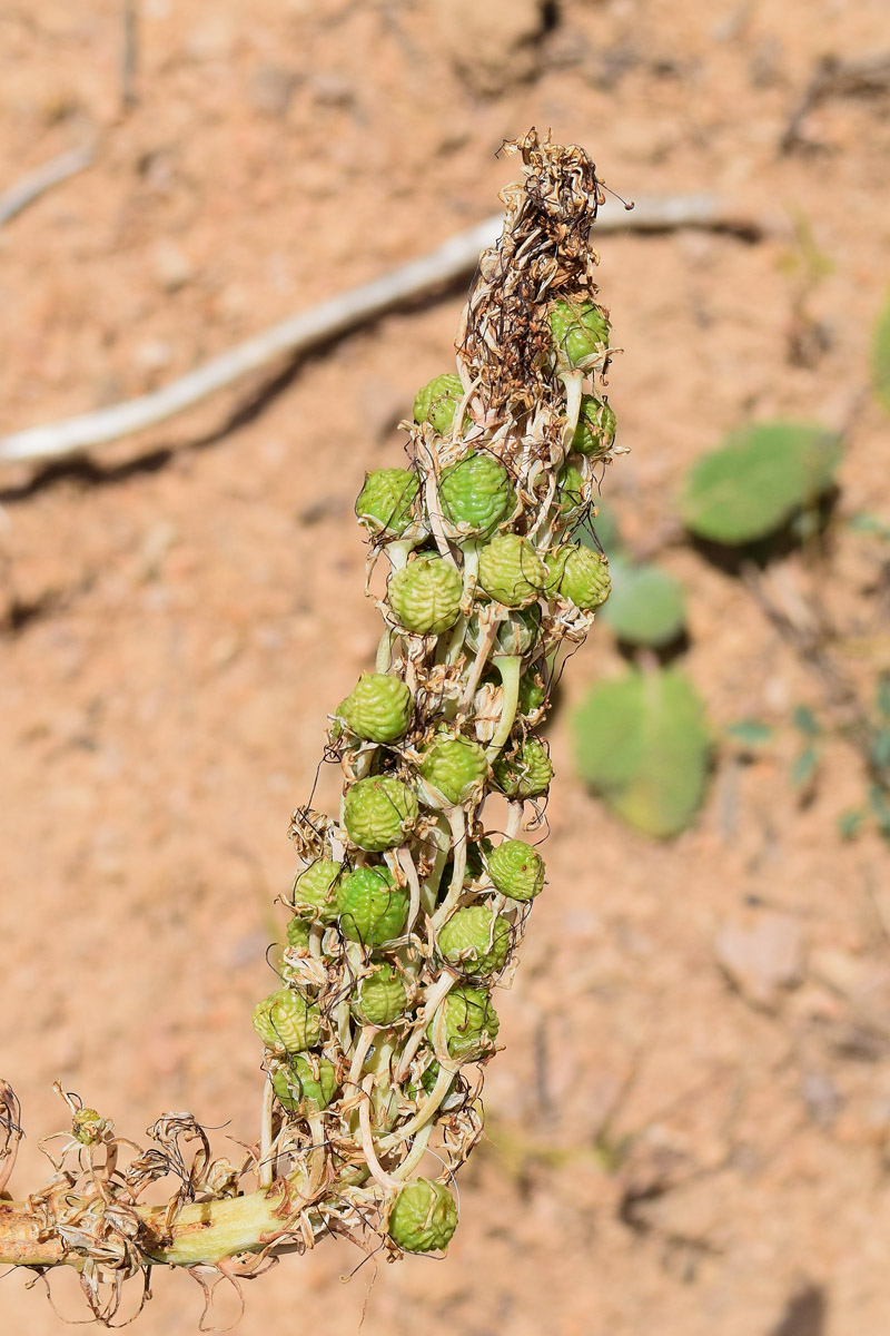 Image of Eremurus regelii specimen.