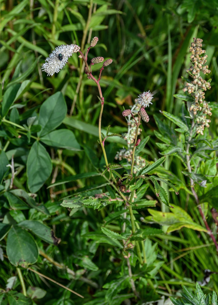 Изображение особи Sanguisorba tenuifolia.