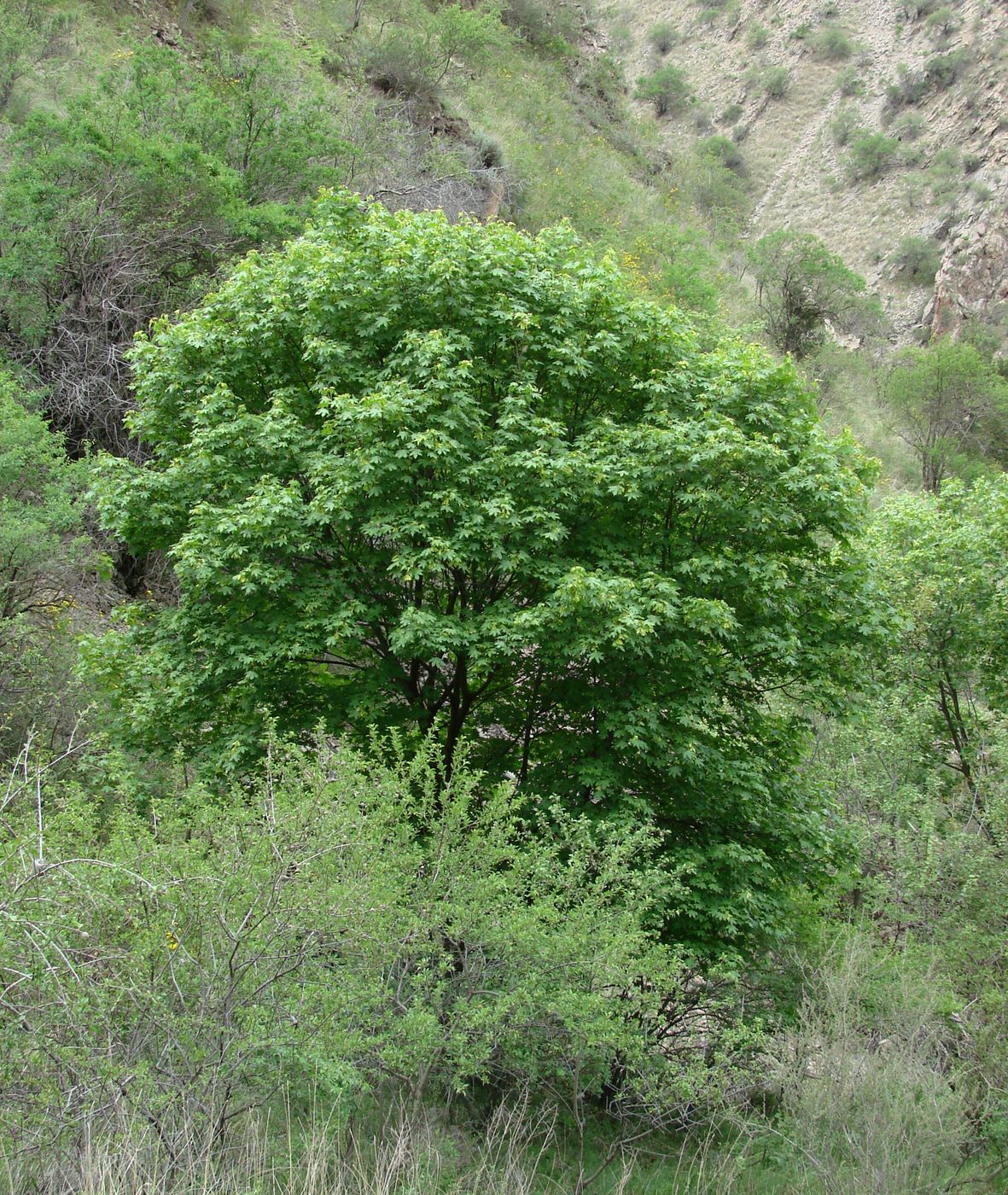 Image of Acer turkestanicum specimen.