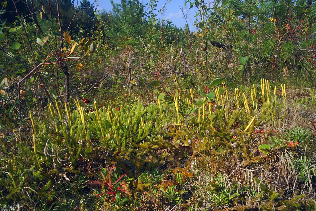 Изображение особи Lycopodium clavatum.