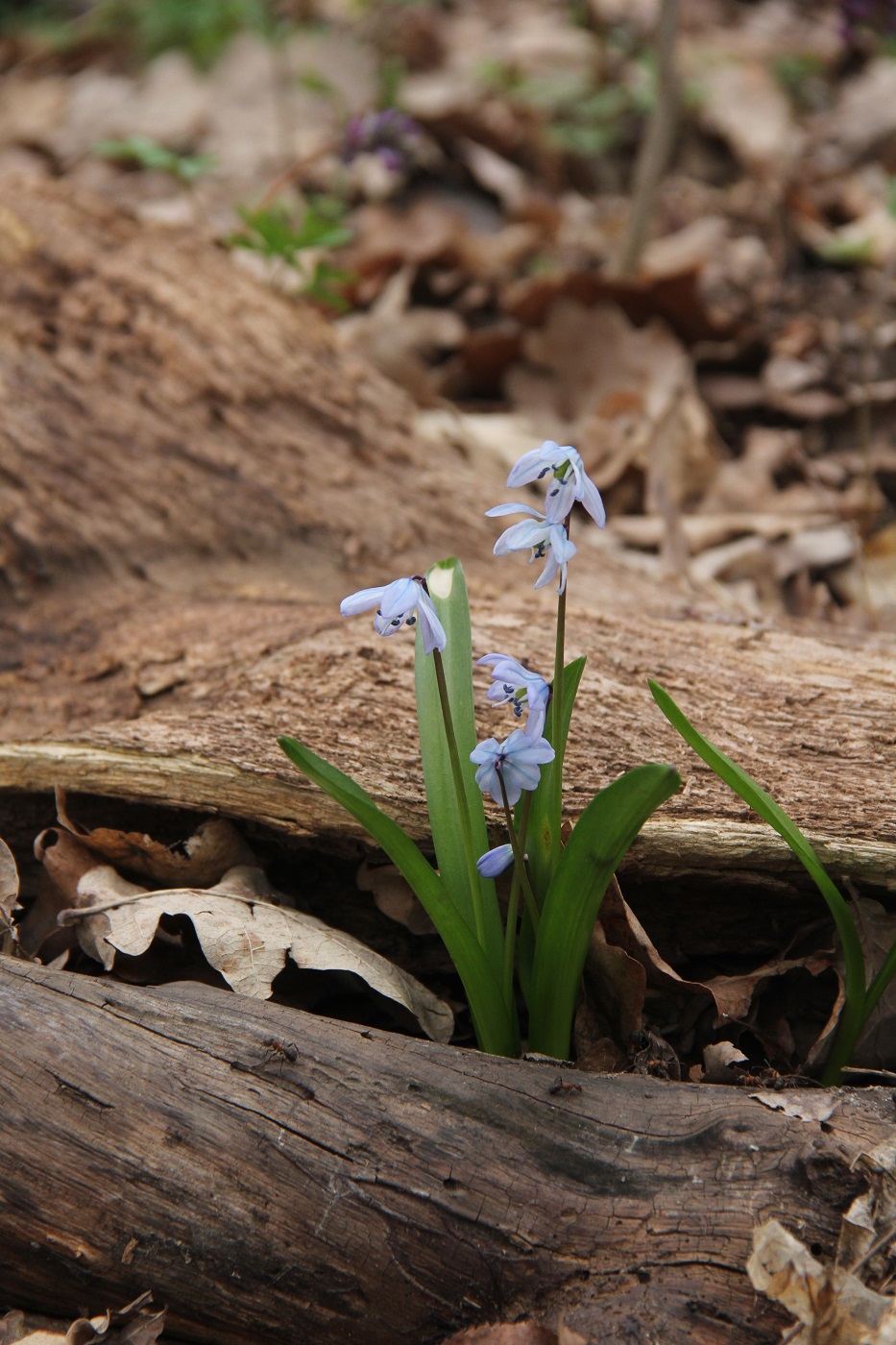 Изображение особи Scilla siberica.