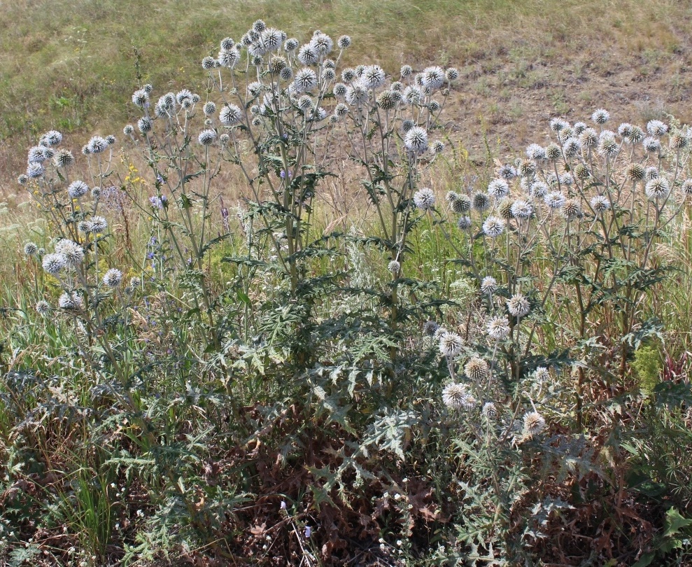 Изображение особи Echinops sphaerocephalus.