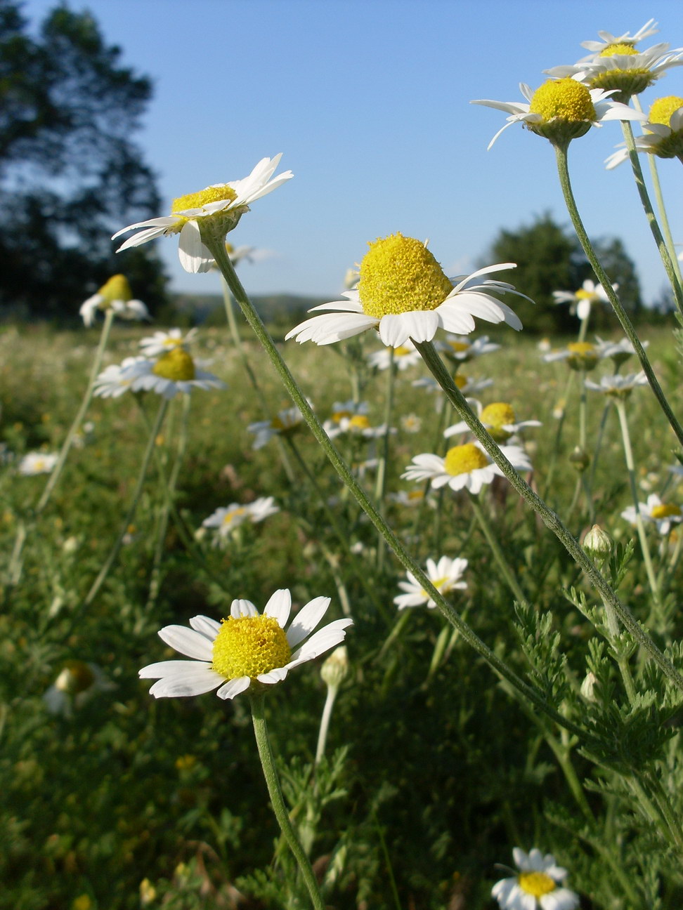 Image of Anthemis ruthenica specimen.