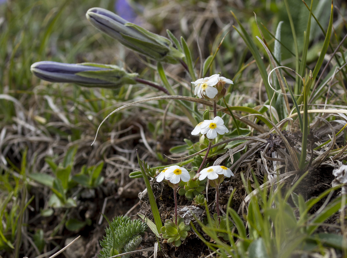 Image of Androsace lehmanniana specimen.