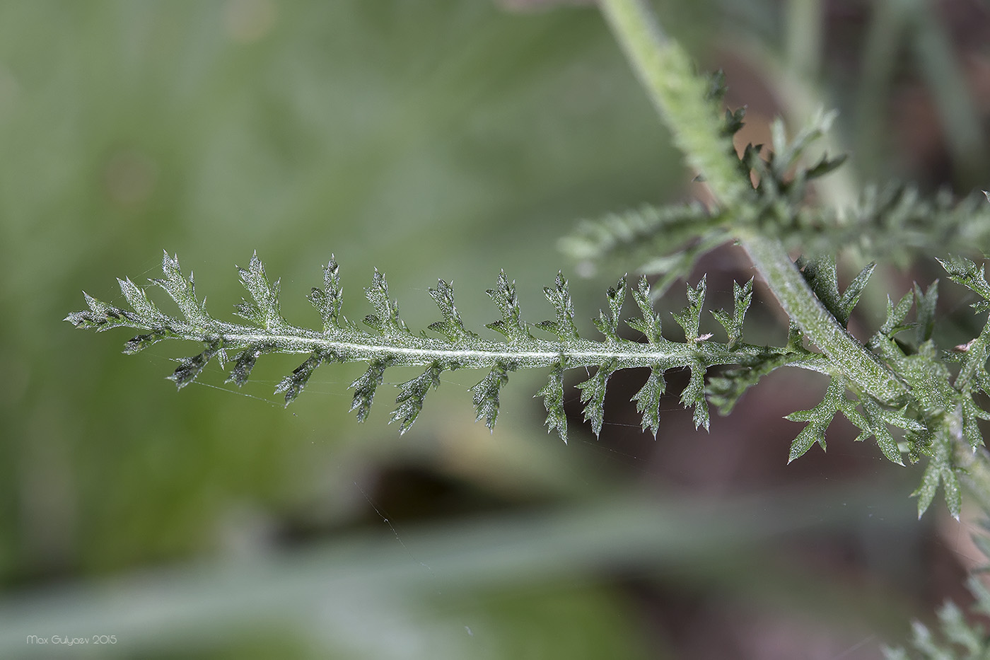 Изображение особи род Achillea.