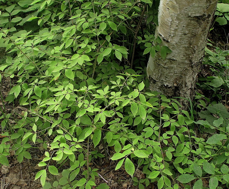 Image of Euonymus sacrosanctus specimen.