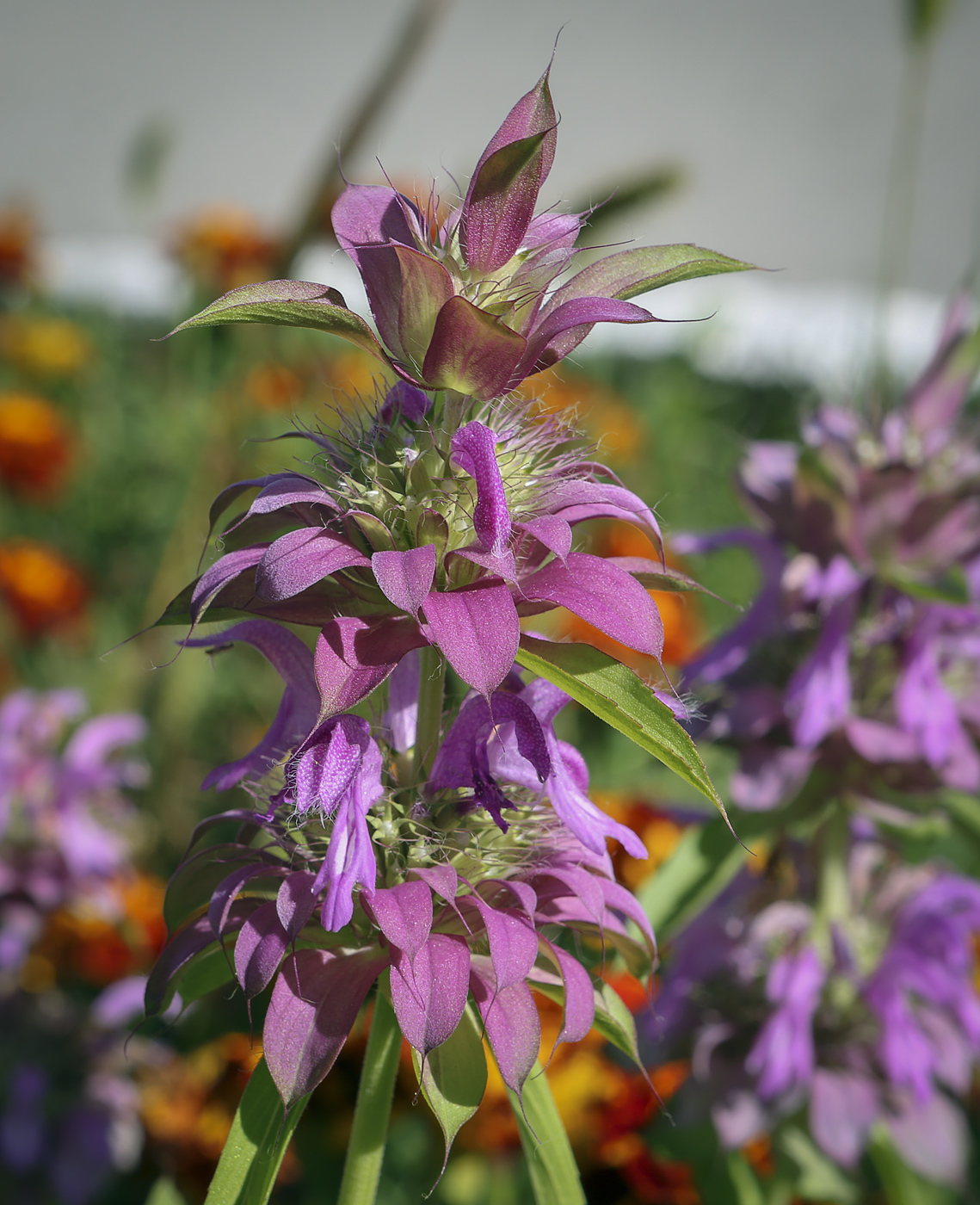 Image of Monarda citriodora specimen.