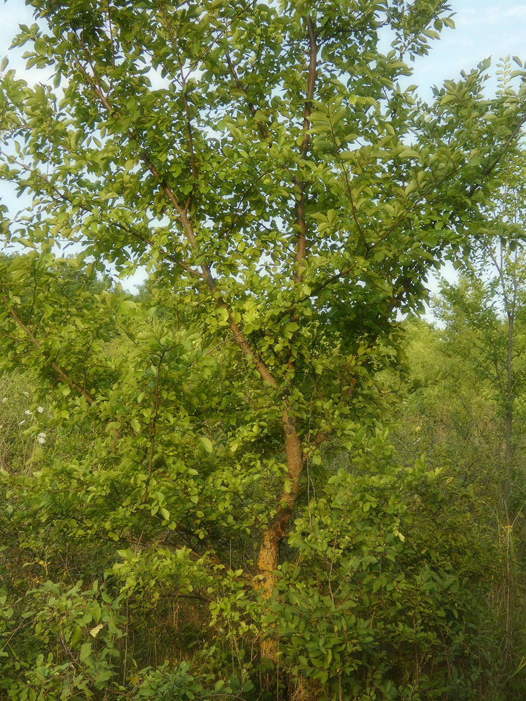 Image of Ulmus pumila specimen.