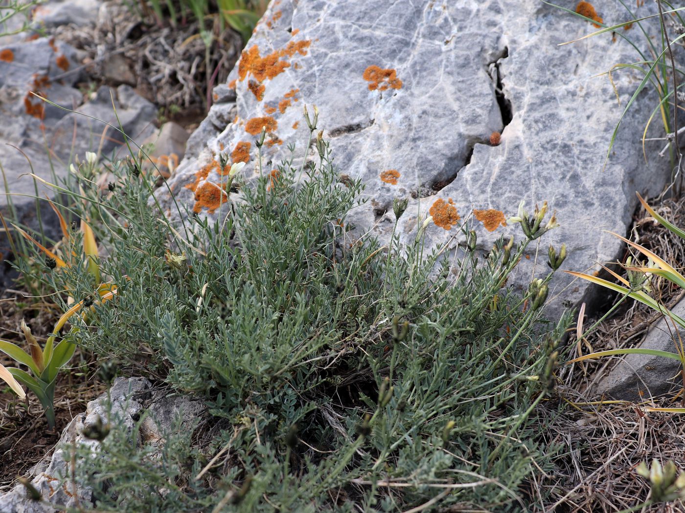 Image of Astragalus pskemensis specimen.