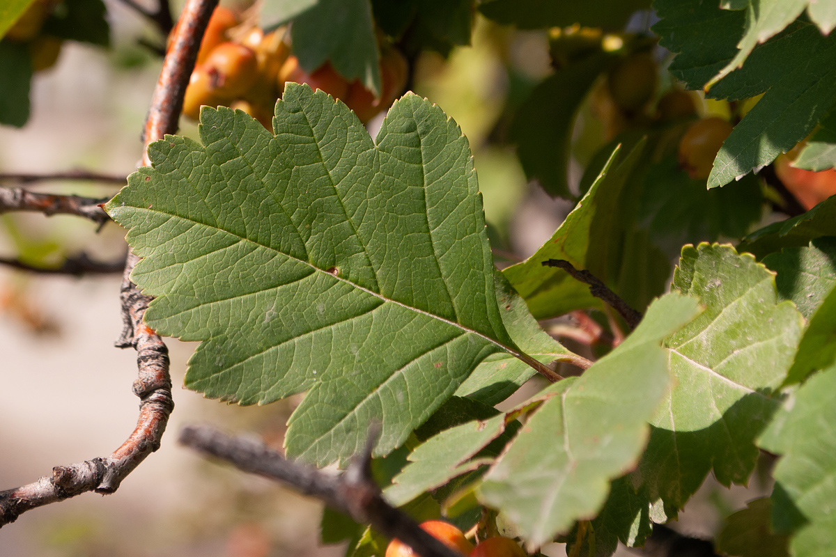 Image of Crataegus dahurica specimen.