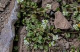 Taphrospermum altaicum. Цветущее растение. Киргизия, Ошская обл., Памир, Заалайский хр., долина руч. Разведывательный, ур. Луковая Поляна, ≈ 3800 м н.у.м., каменистый сухой склон. 06.07.2022.