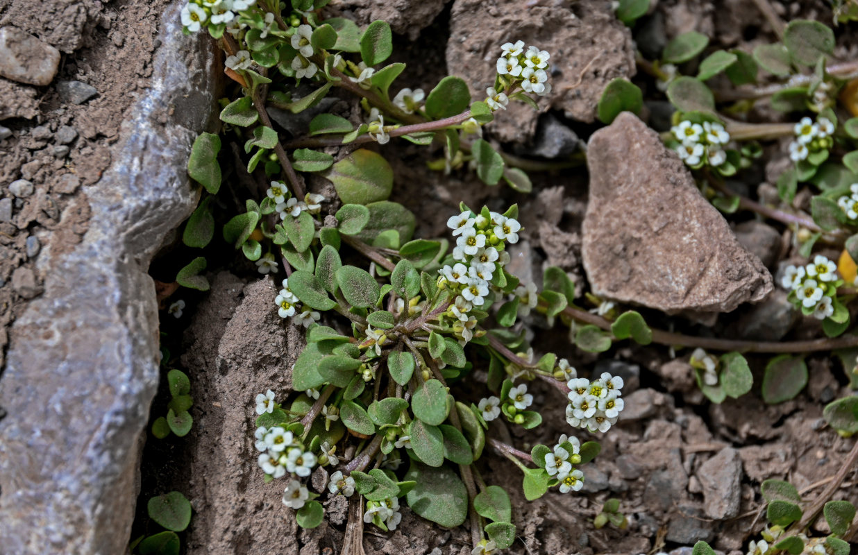 Image of Taphrospermum altaicum specimen.