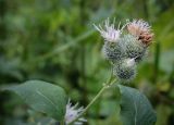 Arctium tomentosum. Верхушка цветущего растения (гипохромная форма). Пермский край, г. Пермь, Индустриальный р-н, сырой хвойный лес. 04.08.2023.