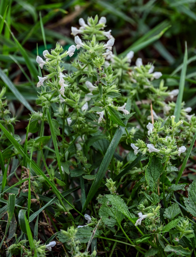 Image of Stachys pubescens specimen.