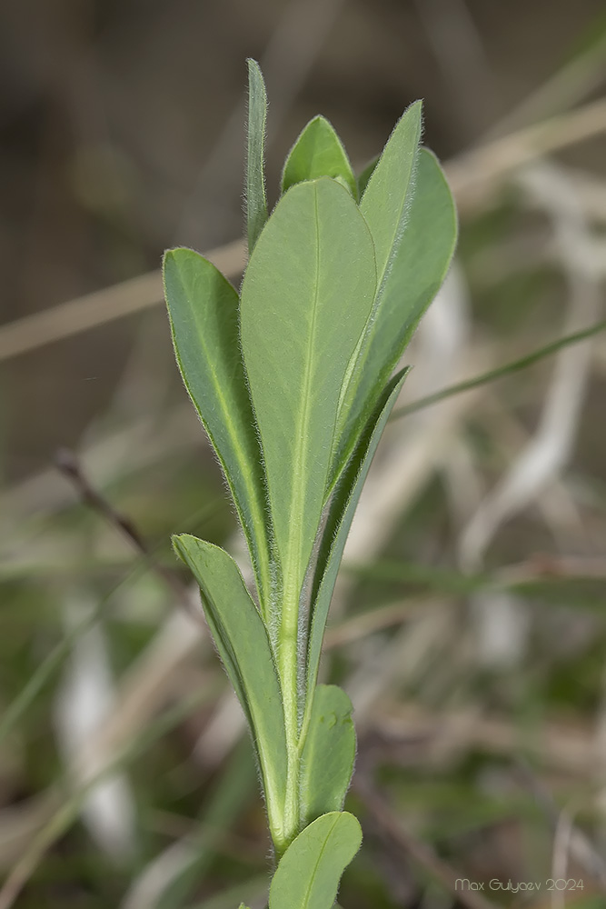 Изображение особи Euphorbia amygdaloides.