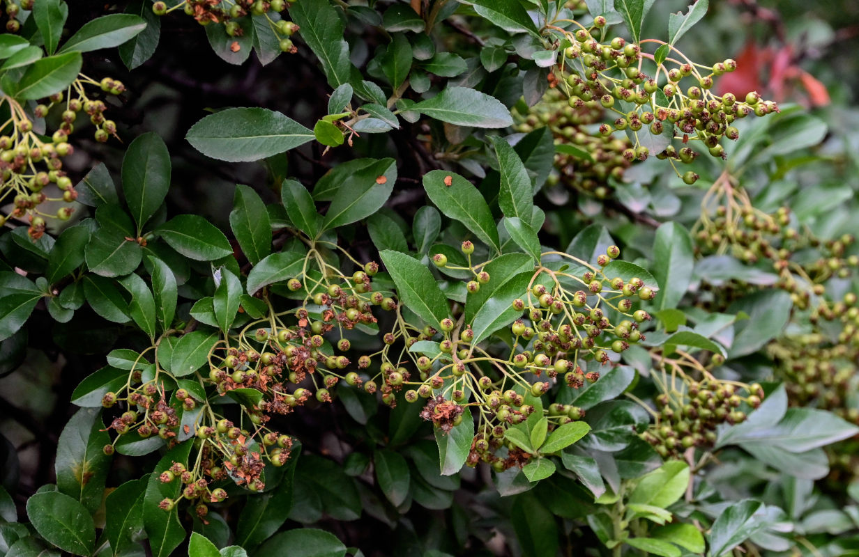 Image of Pyracantha coccinea specimen.