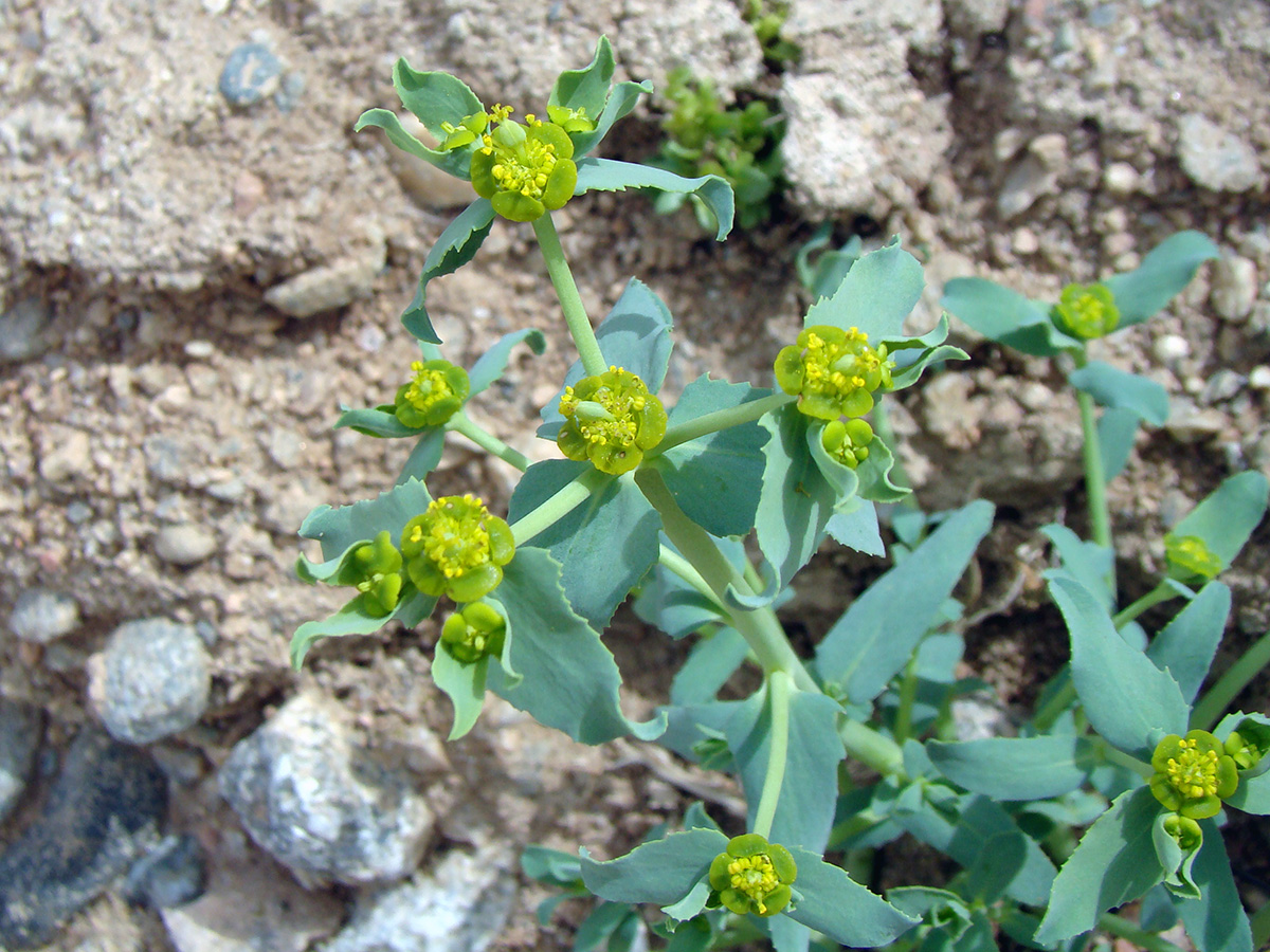 Image of Euphorbia tranzschelii specimen.