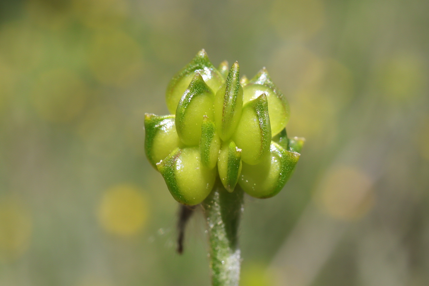 Изображение особи Ranunculus neapolitanus.