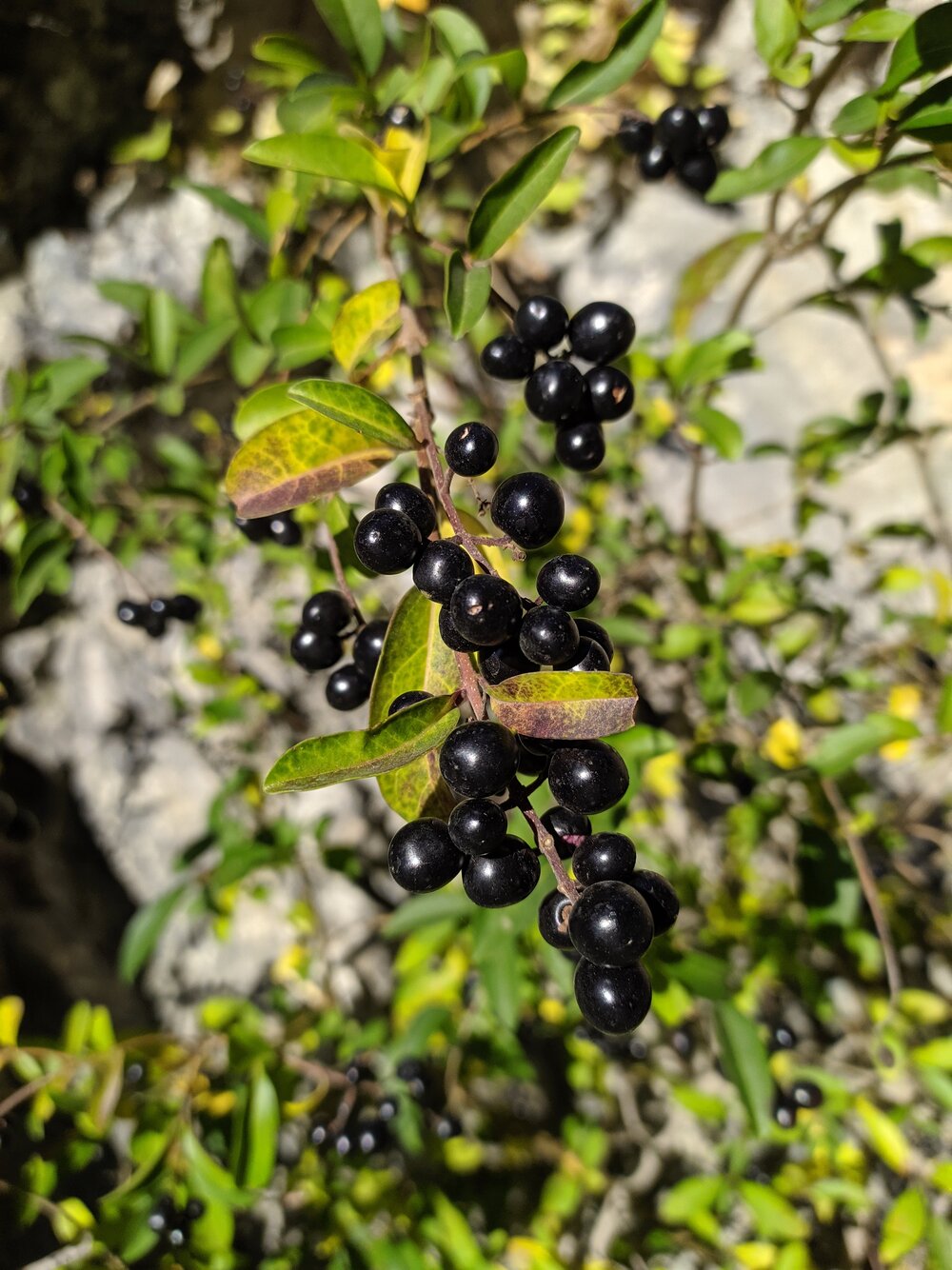 Image of Ligustrum vulgare specimen.