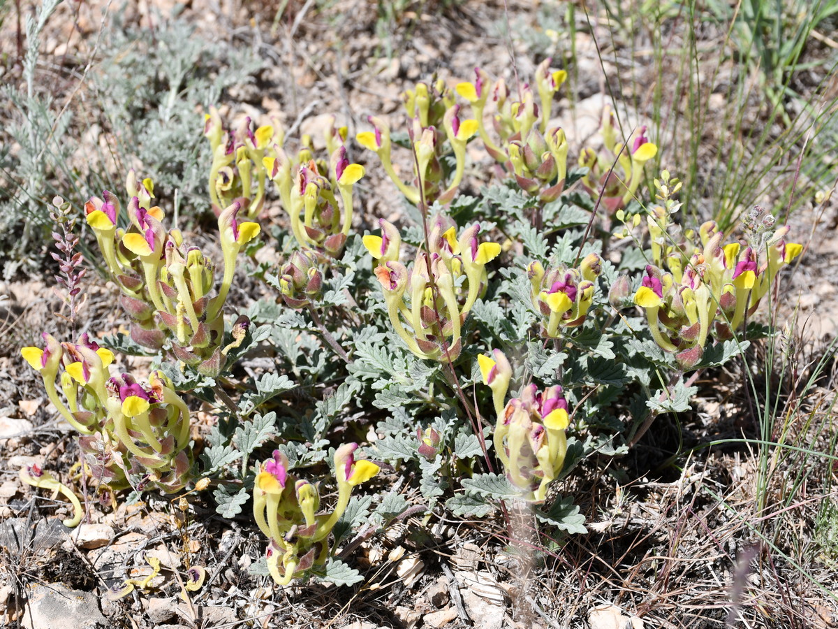 Изображение особи Scutellaria titovii.