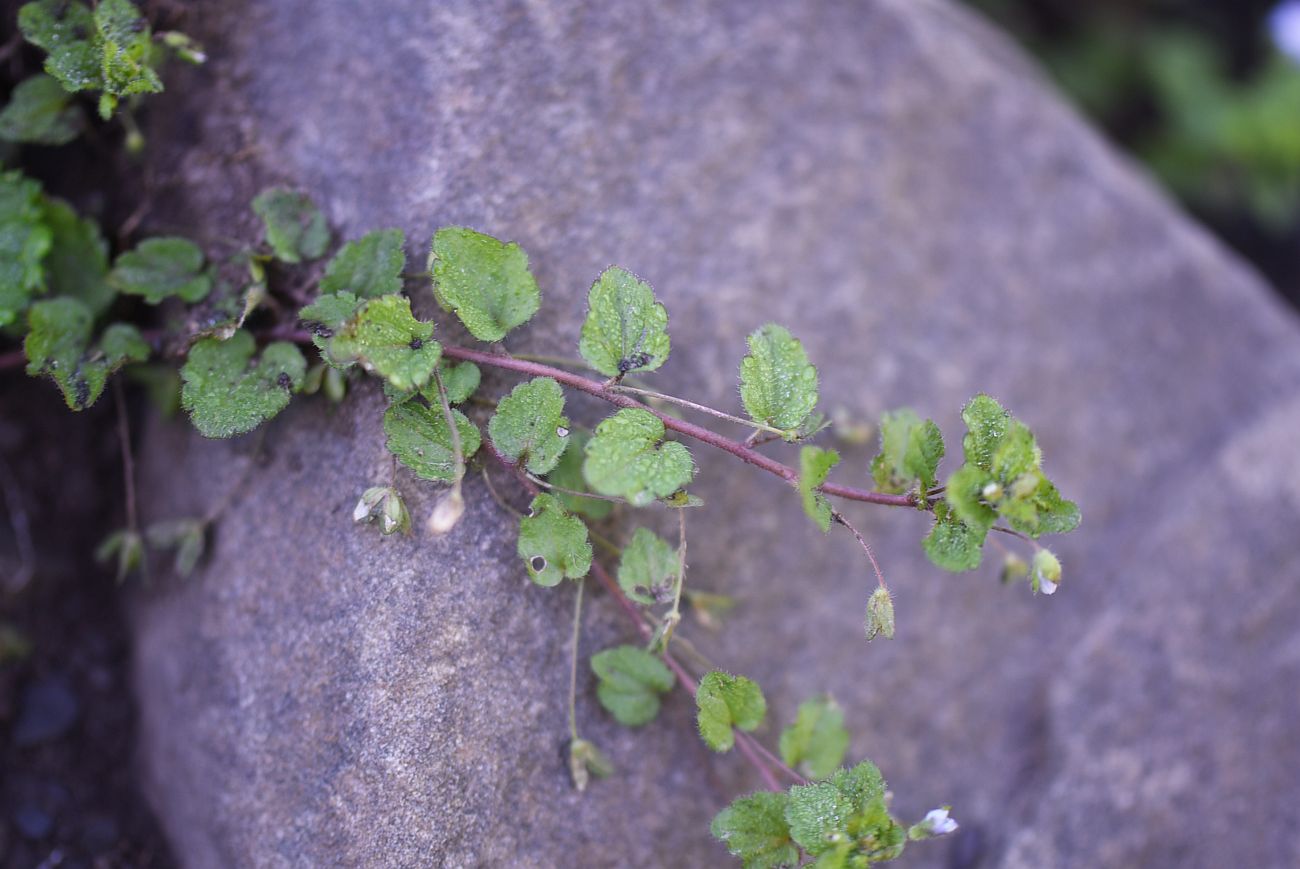 Image of genus Veronica specimen.