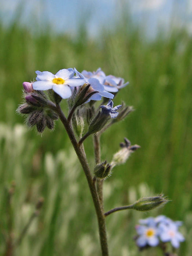 Изображение особи Myosotis popovii.