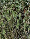 Agropyron pectinatum. Верхушки побегов с соцветиями. Грузия, окр. г. Тбилиси, гора Кениси, сухой склон. 10.06.2023.