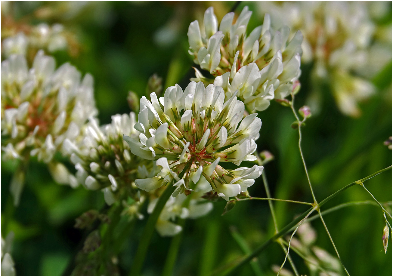 Image of Trifolium repens specimen.