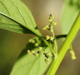 Lipandra polysperma. Часть побега с соцветиями. Приморский край, г. Владивосток, территория БСИ ДВО РАН, на насыпи. 07.08.2024.